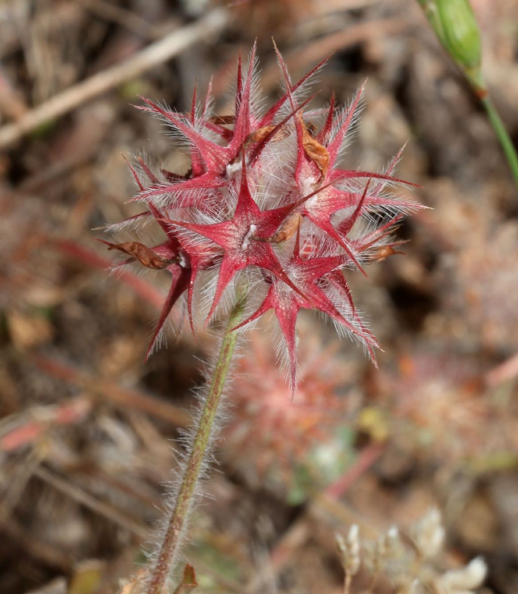 Trifolium stellatum ? S